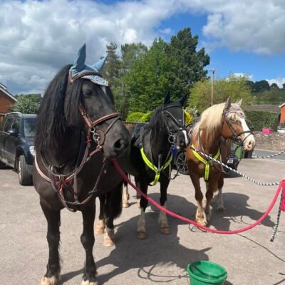 Had the pleasure yesterday of these 3 beauties calling in for water and a cheeky drink for the riders. Thanks for calling in and hope to see you all again soon x