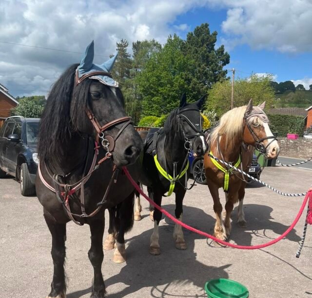 Had the pleasure yesterday of these 3 beauties calling in for water and a cheeky drink for the riders. Thanks for calling in and hope to see you all again soon x